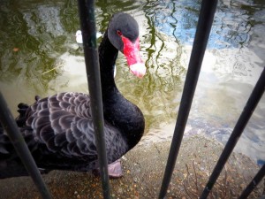 Black Swan